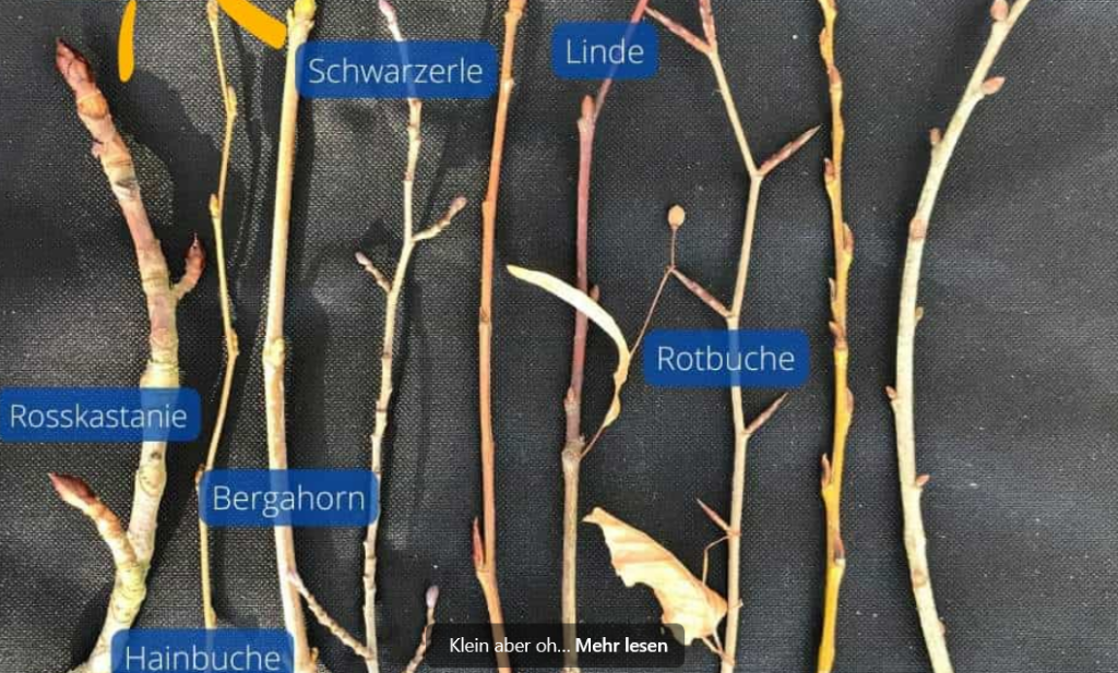 Knospen