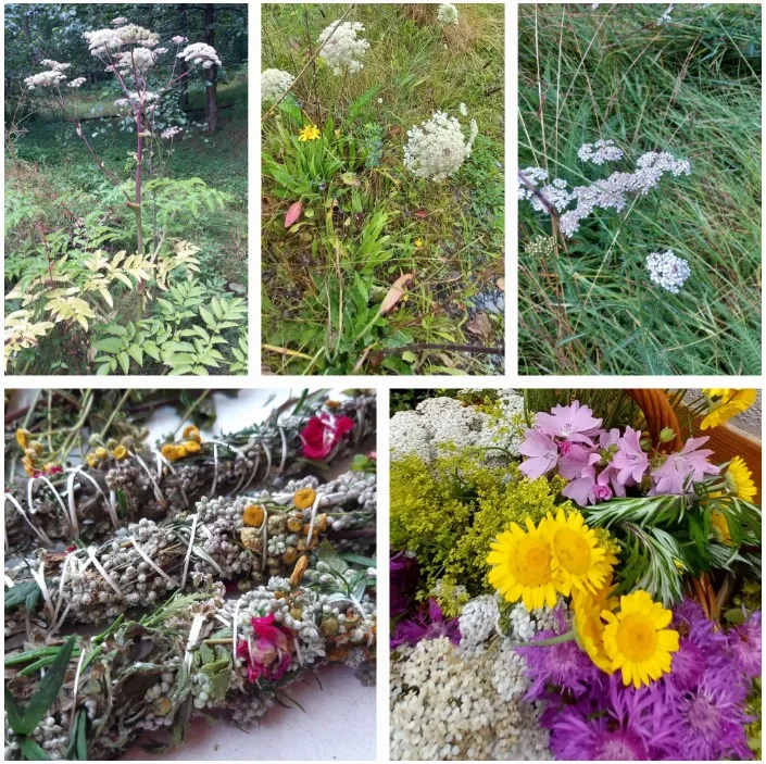 Sommerkräuter/Doldenblütler